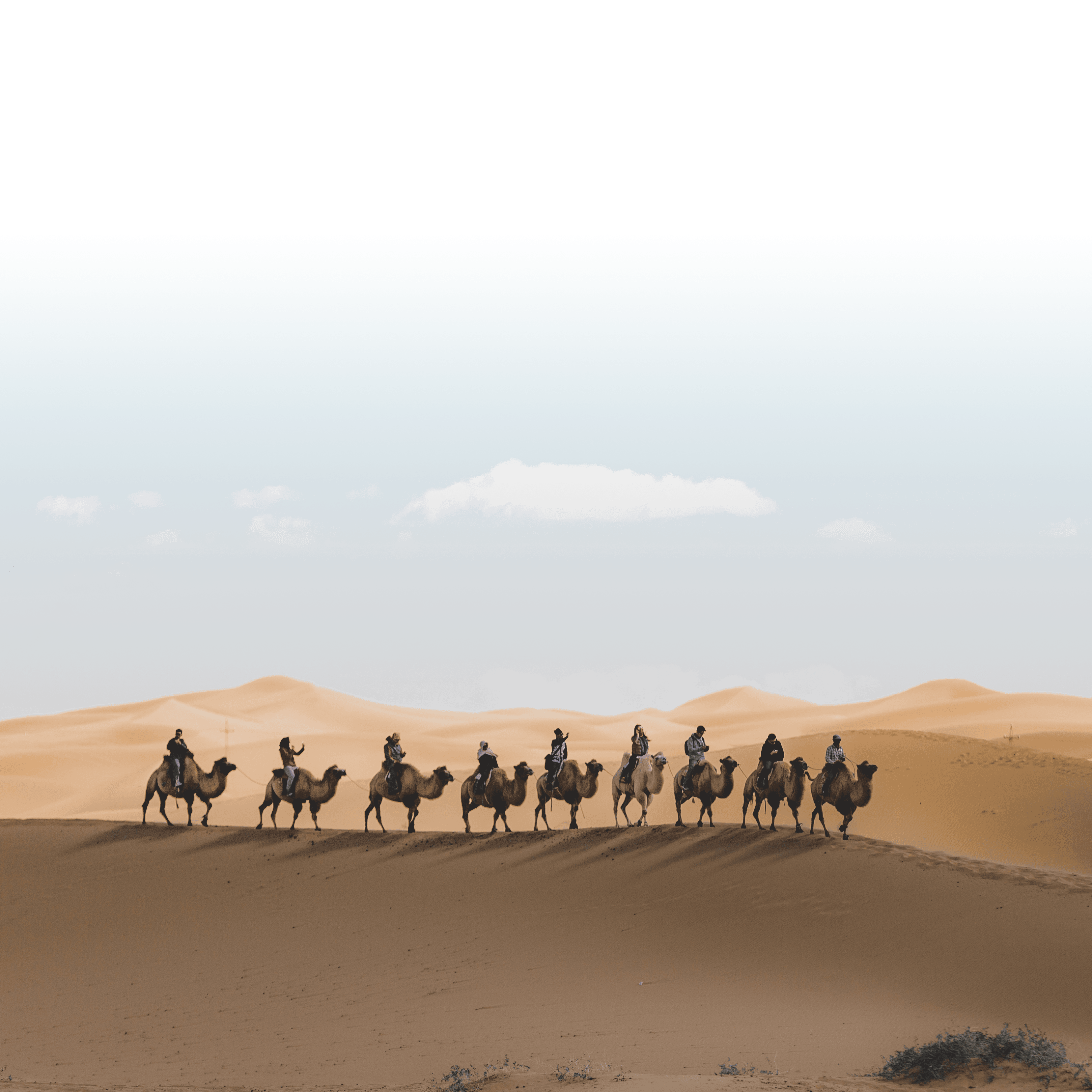 Desert Camels